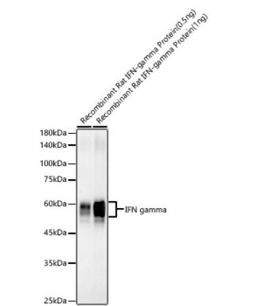 IFN gamma Rabbit Monoclonal Antibody