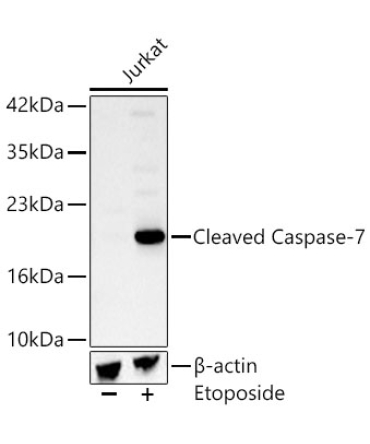 Cleaved Caspase-7 Rabbit Monoclonal Antibody