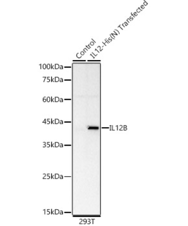 IL12 Rabbit Monoclonal Antibody