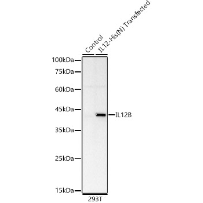 IL12 Rabbit Monoclonal Antibody
