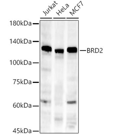 BRD2 Rabbit Monoclonal Antibody