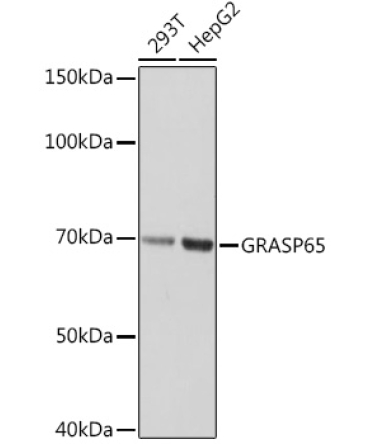 GRASP65 Rabbit Monoclonal Antibody