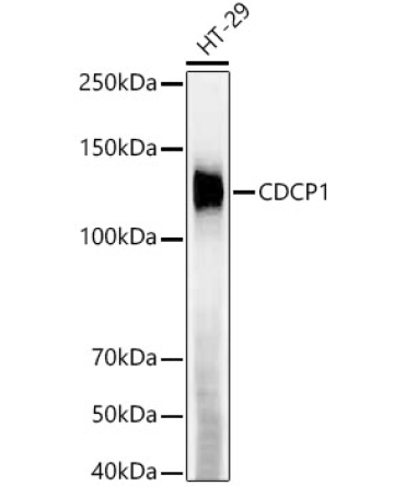 CDCP1 Rabbit Monoclonal Antibody