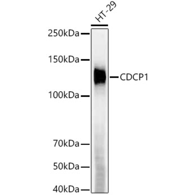 CDCP1 Rabbit Monoclonal Antibody