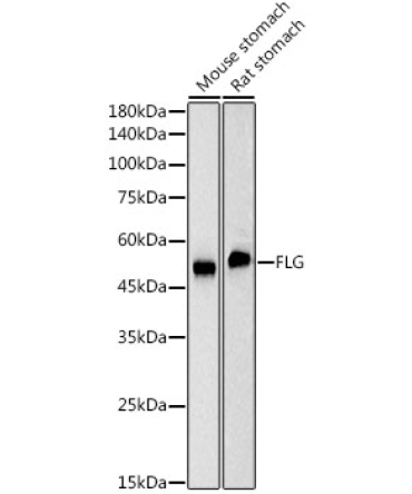 FLG Rabbit Monoclonal Antibody