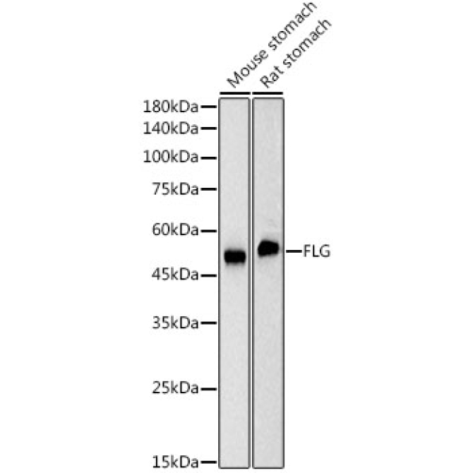 FLG Rabbit Monoclonal Antibody