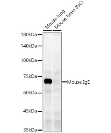 Mouse IgE Rabbit Monoclonal Antibody