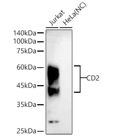 CD2 Rabbit Monoclonal Antibody