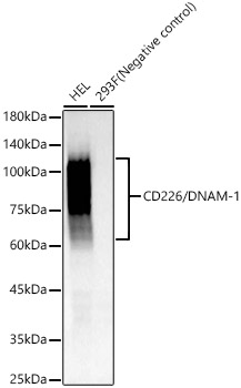 CD226/DNAM-1 Rabbit Monoclonal Antibody