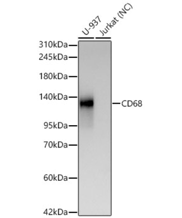 CD68 Rabbit Monoclonal Antibody