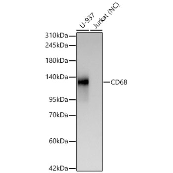CD68 Rabbit Monoclonal Antibody