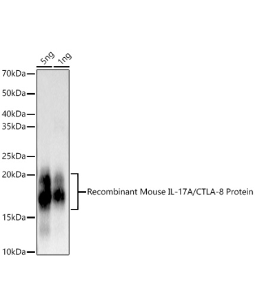 IL17A Rabbit Monoclonal Antibody