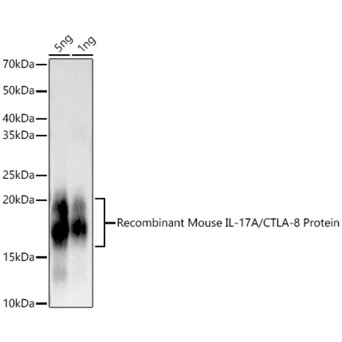 IL17A Rabbit Monoclonal Antibody