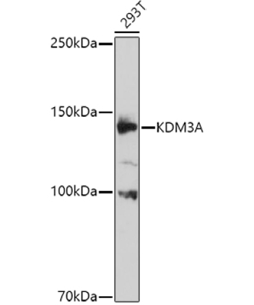 KDM3A Rabbit Polyclonal Antibody