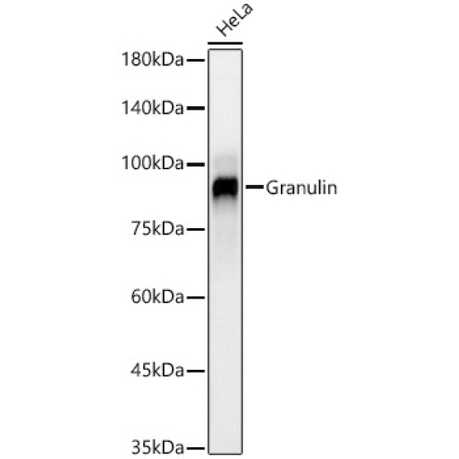 Granulin Rabbit Monoclonal Antibody