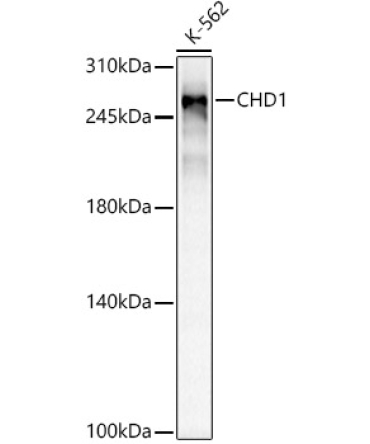 CHD1 Rabbit Monoclonal Antibody
