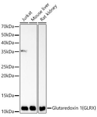 Glutaredoxin 1 (GLRX) Rabbit Monoclonal Antibody