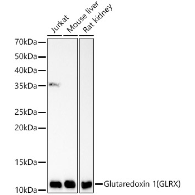 Glutaredoxin 1 (GLRX) Rabbit Monoclonal Antibody