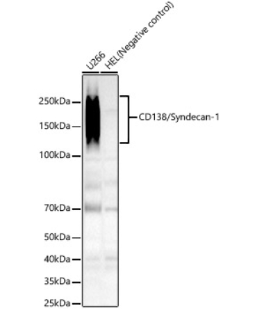 CD138/Syndecan-1 Rabbit Monoclonal Antibody