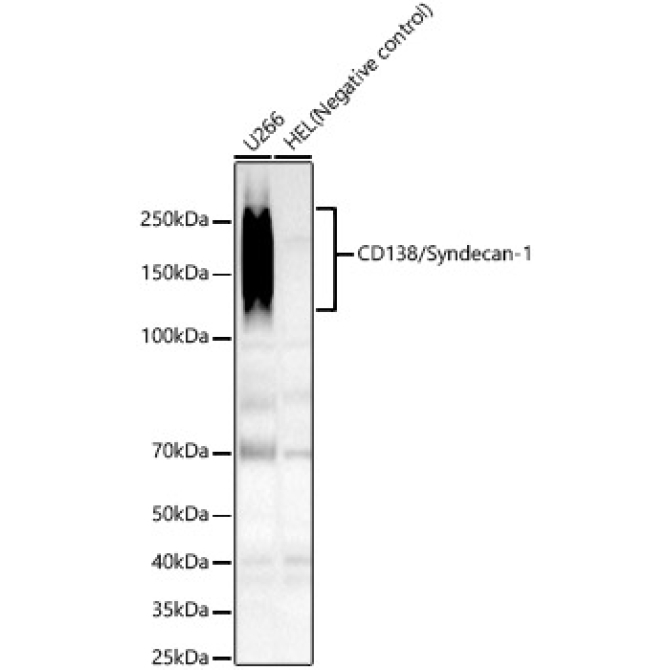 CD138/Syndecan-1 Rabbit Monoclonal Antibody