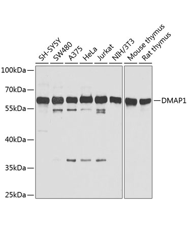 DMAP1 Rabbit Polyclonal Antibody