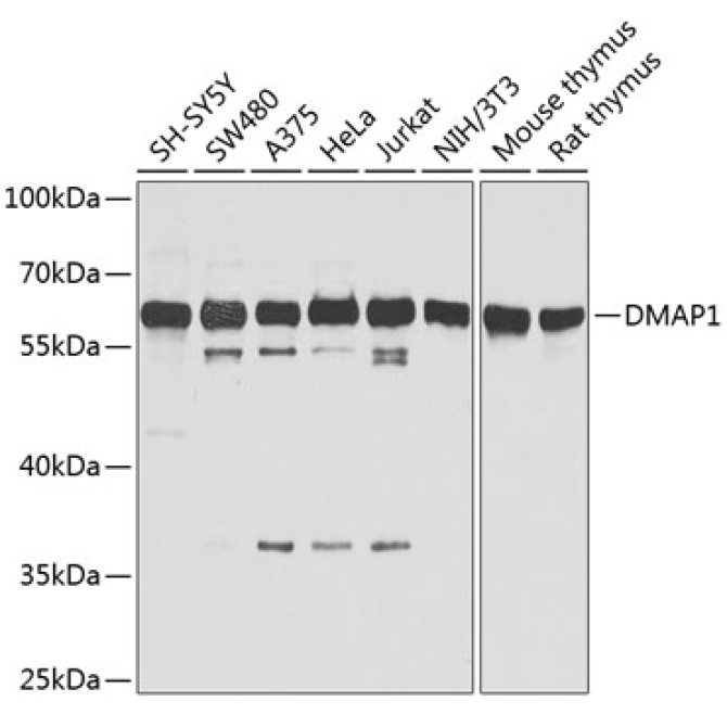 DMAP1 Rabbit Polyclonal Antibody