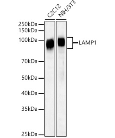 LAMP1 Rabbit Polyclonal Antibody