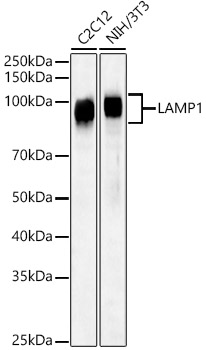 LAMP1 Rabbit Polyclonal Antibody