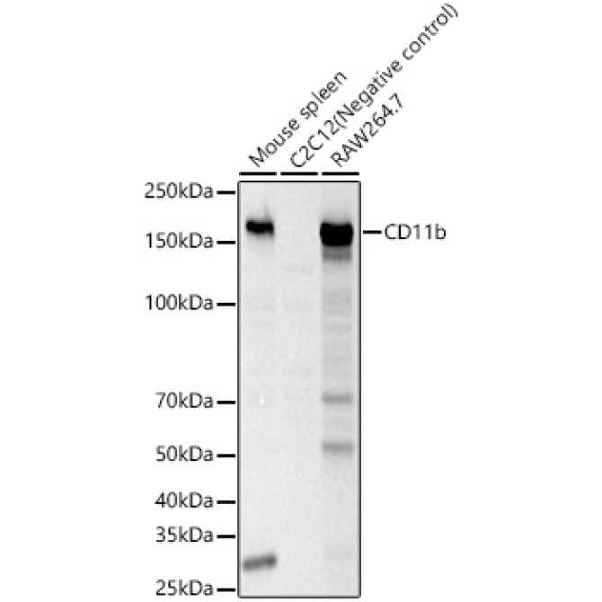 CD11b Rabbit Polyclonal Antibody
