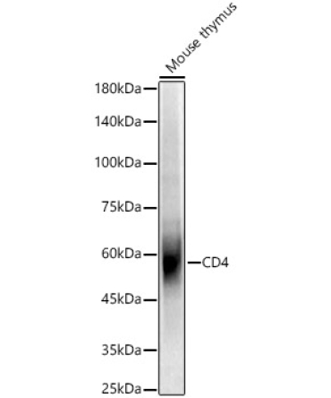 CD4 Rabbit Polyclonal Antibody