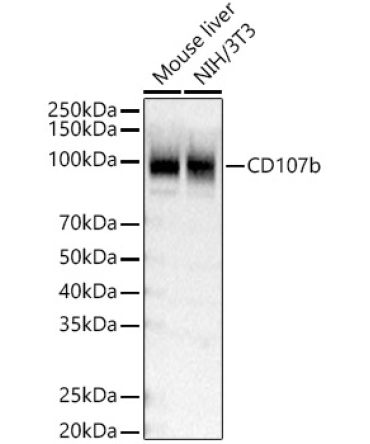 CD107b Rabbit Polyclonal Antibody