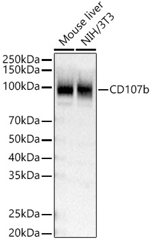 CD107b Rabbit Polyclonal Antibody
