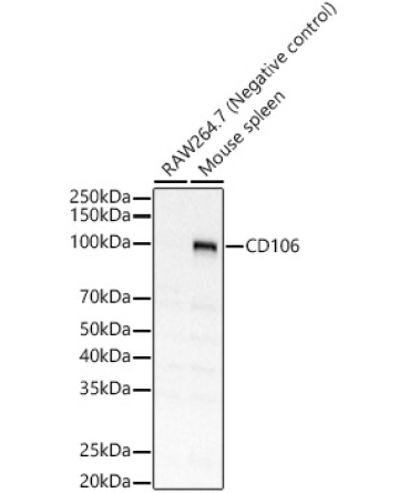 CD106 Rabbit Polyclonal Antibody