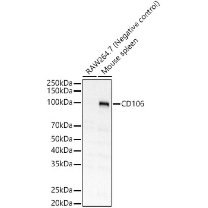CD106 Rabbit Polyclonal Antibody
