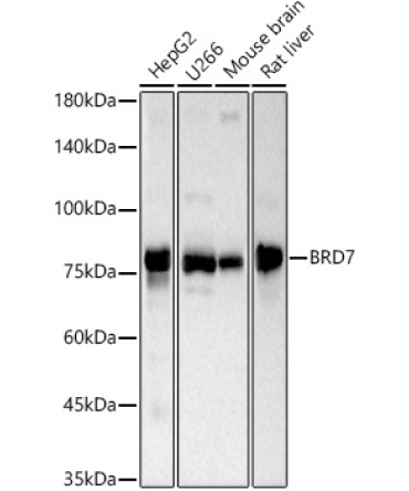 BRD7 Rabbit Polyclonal Antibody