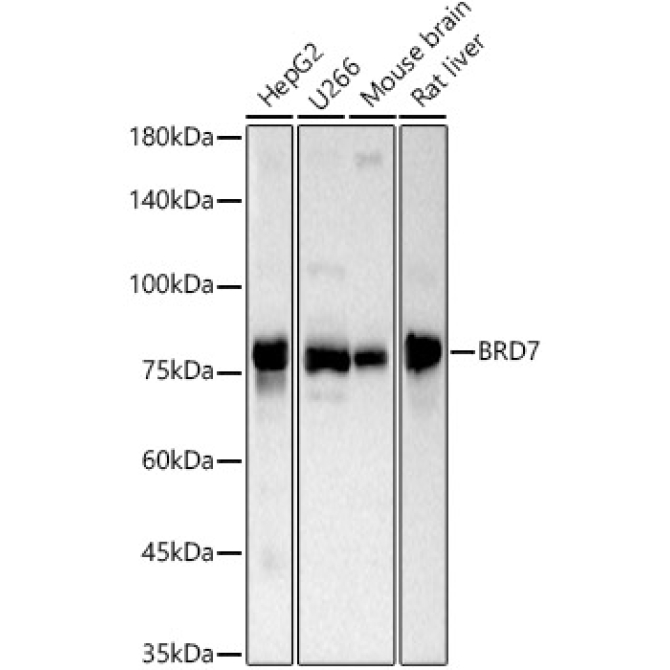 BRD7 Rabbit Polyclonal Antibody
