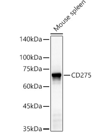 CD275 Rabbit Polyclonal Antibody
