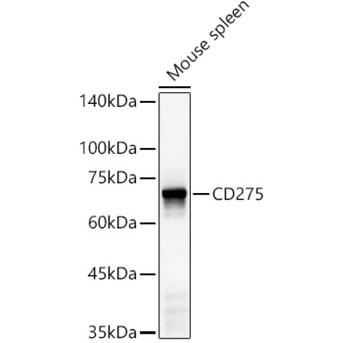 CD275 Rabbit Polyclonal Antibody