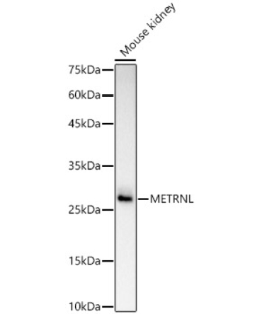 METRNL Rabbit Polyclonal Antibody