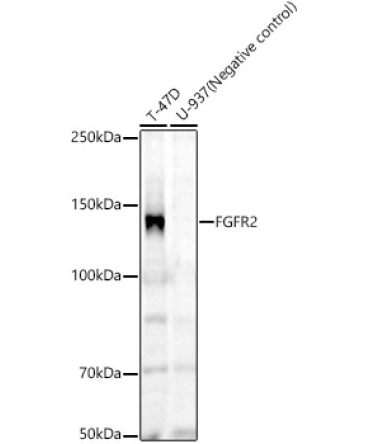 FGFR2 Rabbit Monoclonal Antibody