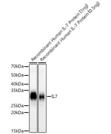IL7 Rabbit PolyMonoclonal Antibody?