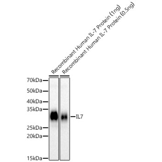 IL7 Rabbit PolyMonoclonal Antibody?