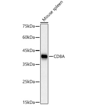CD8A Rabbit PolyMonoclonal Antibody?