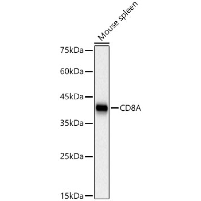 CD8A Rabbit PolyMonoclonal Antibody?