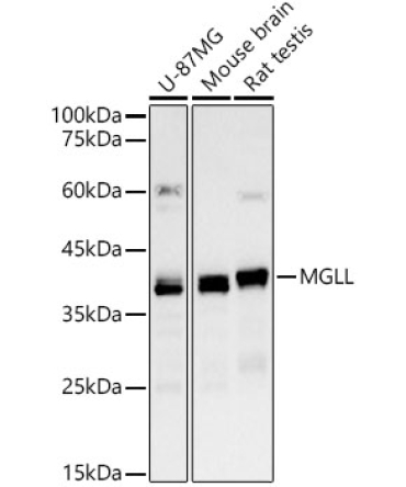 MGLL Rabbit PolyMonoclonal Antibody?
