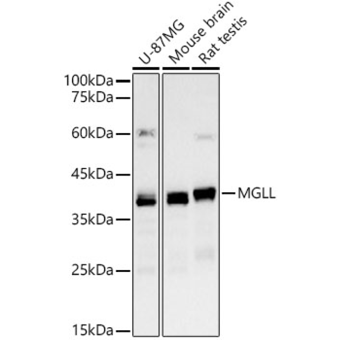 MGLL Rabbit PolyMonoclonal Antibody?