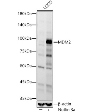 MDM2 Rabbit Monoclonal Antibody