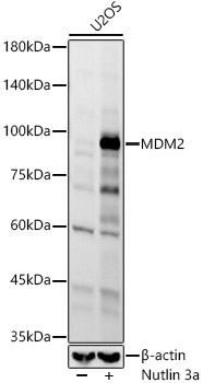 MDM2 Rabbit Monoclonal Antibody