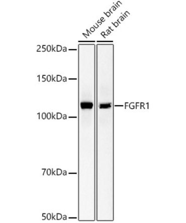 FGFR1 Rabbit Monoclonal Antibody