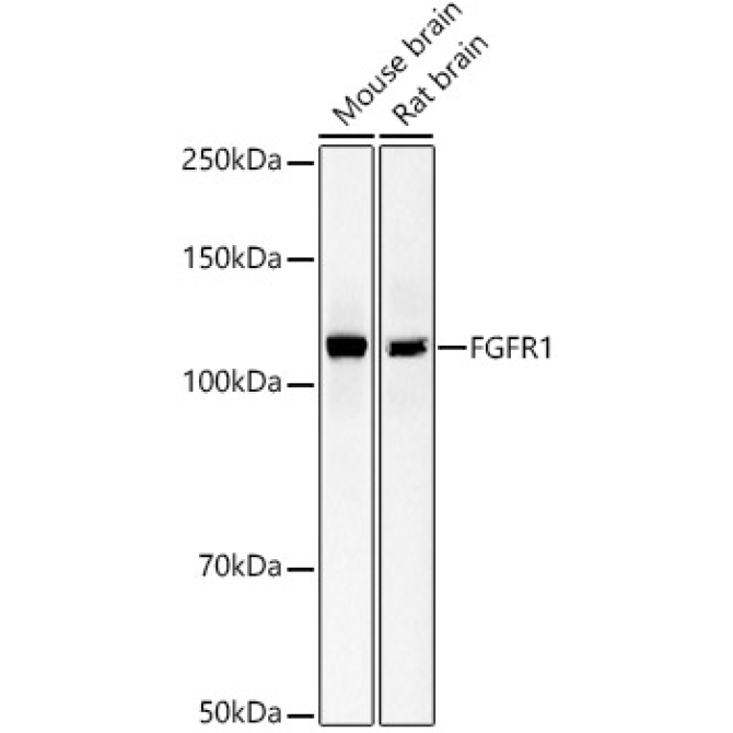 FGFR1 Rabbit Monoclonal Antibody